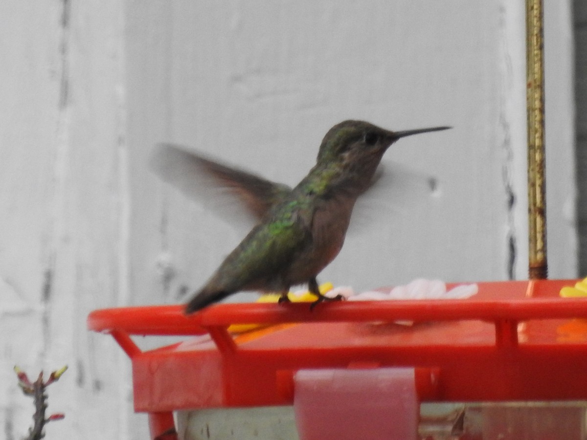 Каліопа - ML647084665