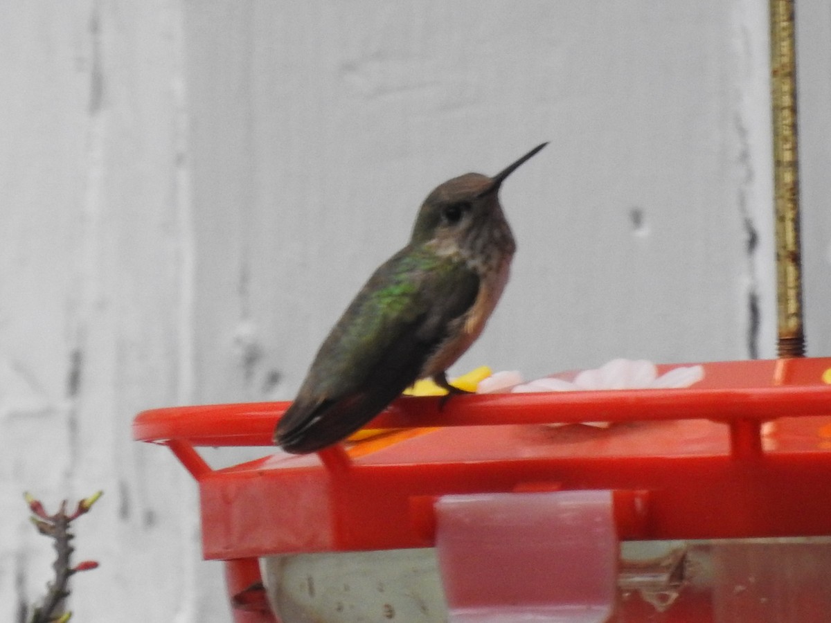 Каліопа - ML647084666