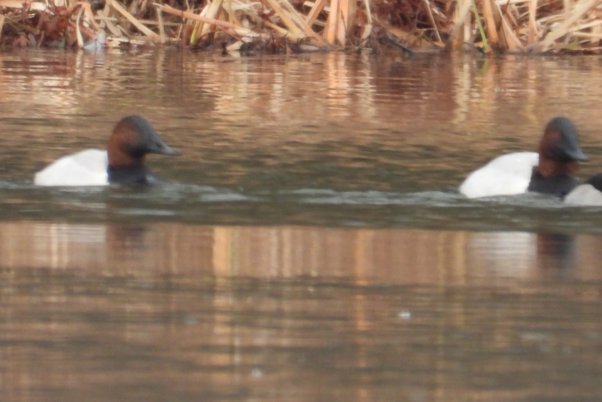 Canvasback - ML647084667