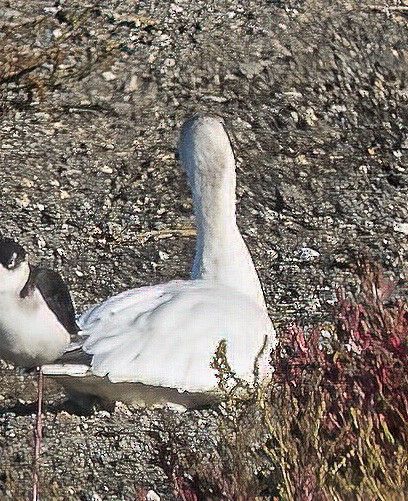Ross's Goose - ML647084668