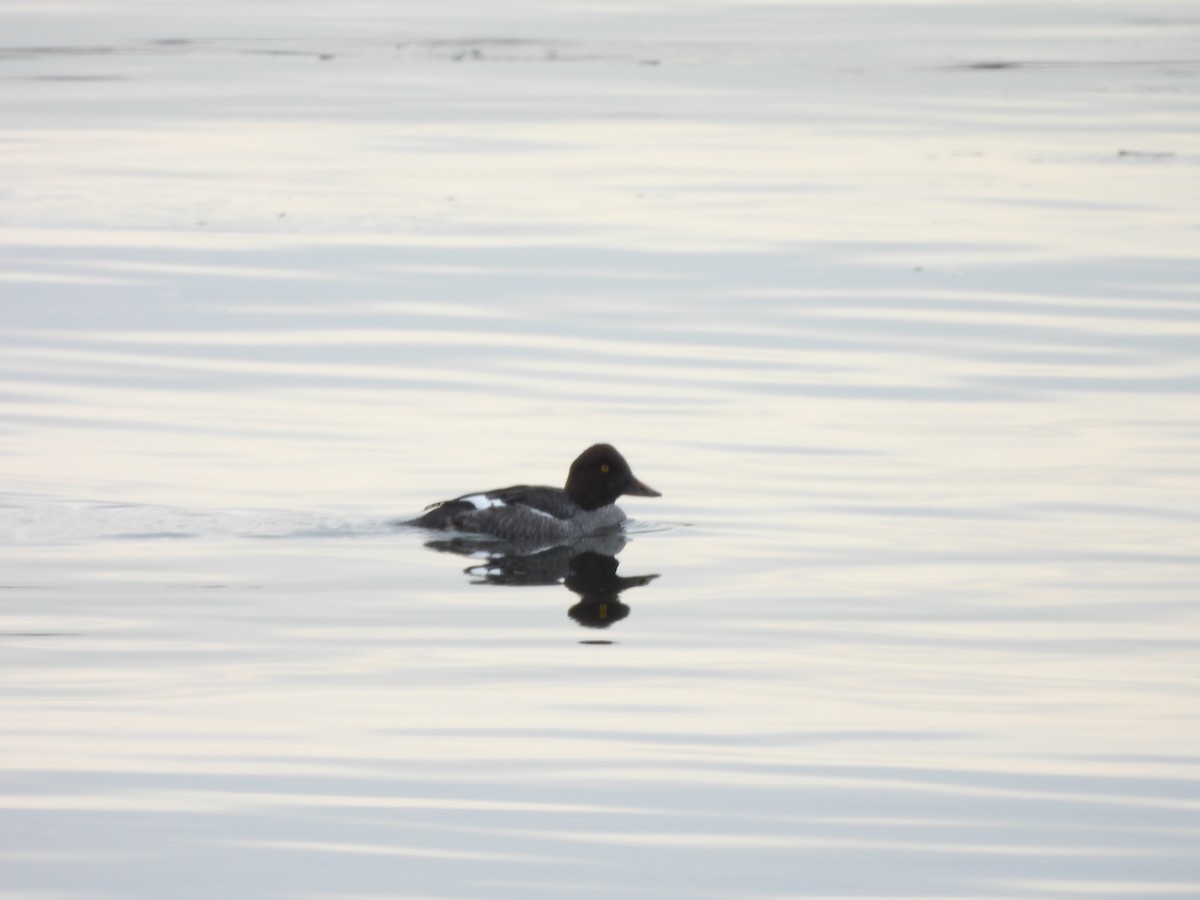 Common Goldeneye - ML647084670