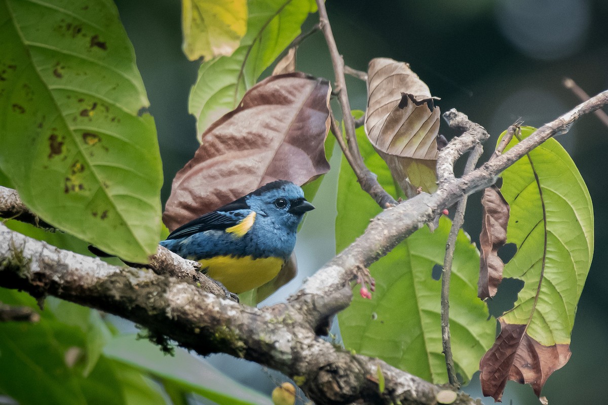Turquoise Tanager - ML647084680