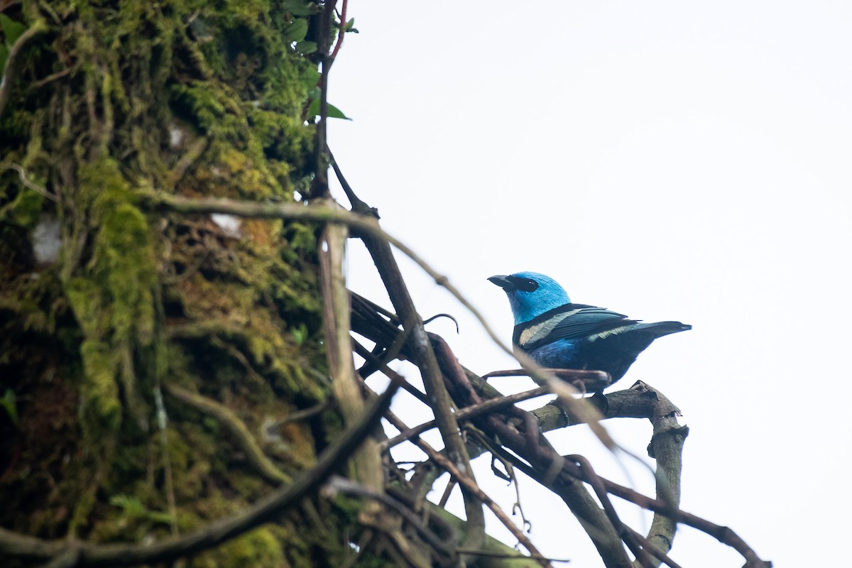 Танагра блакитношия - ML647084684