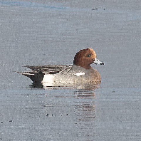 Eurasian Wigeon - ML647084690