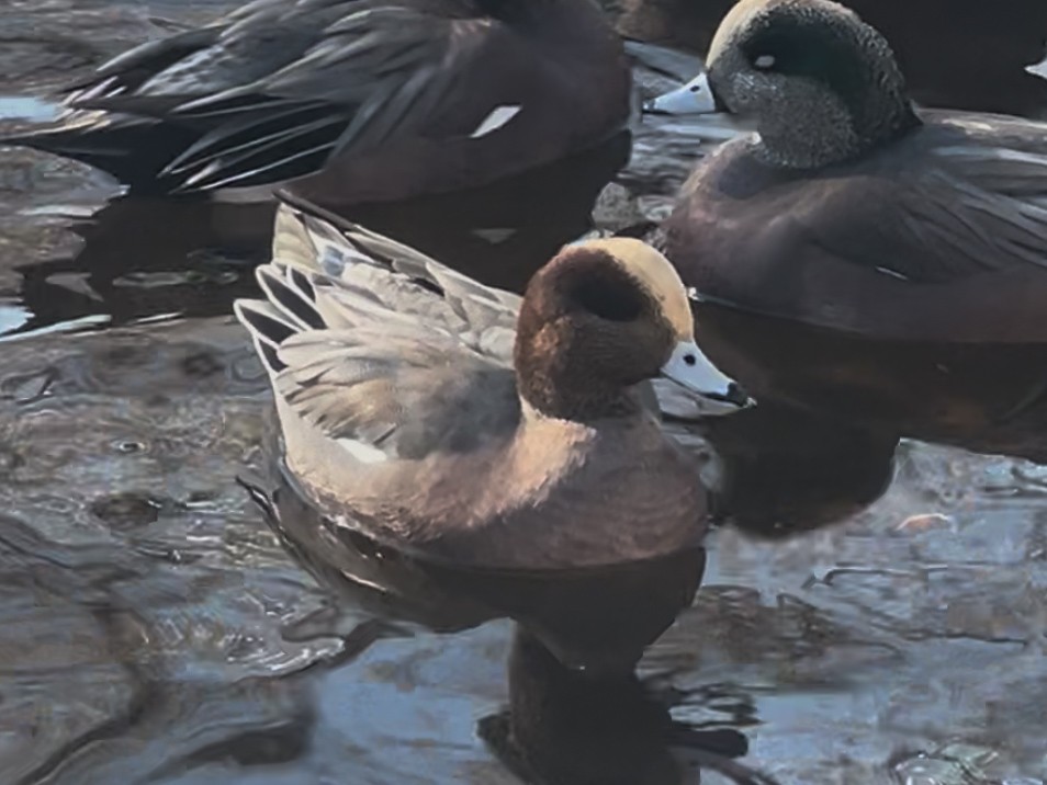 Eurasian x American Wigeon (hybrid) - ML647084694