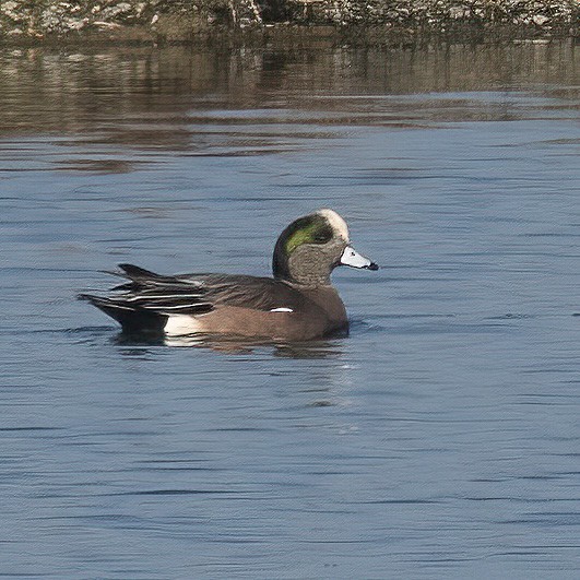 American Wigeon - ML647084698