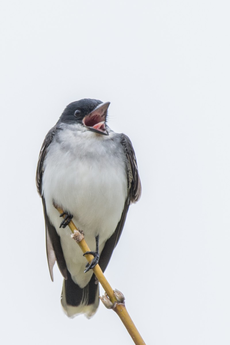 Tyran tritri - ML647084701