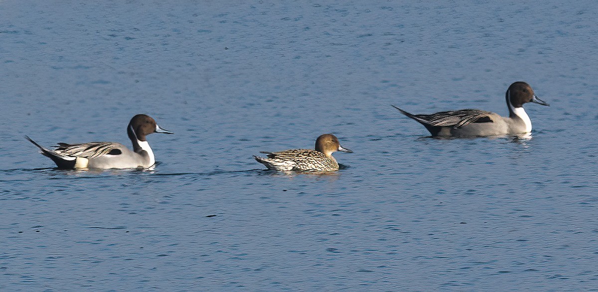 Northern Pintail - ML647084702