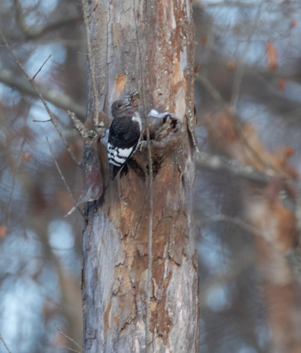 Red-headed Woodpecker - ML647084709