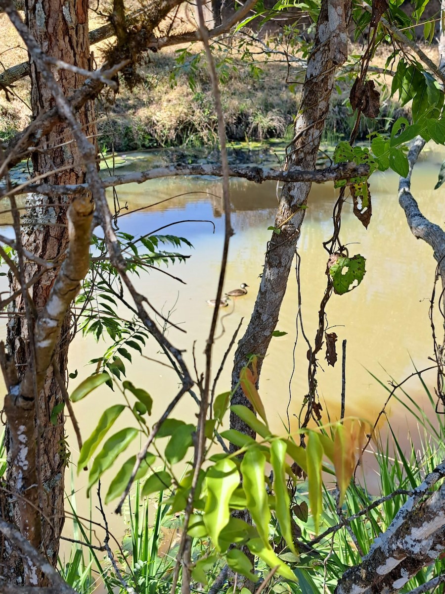 Brazilian Teal - ML647084712