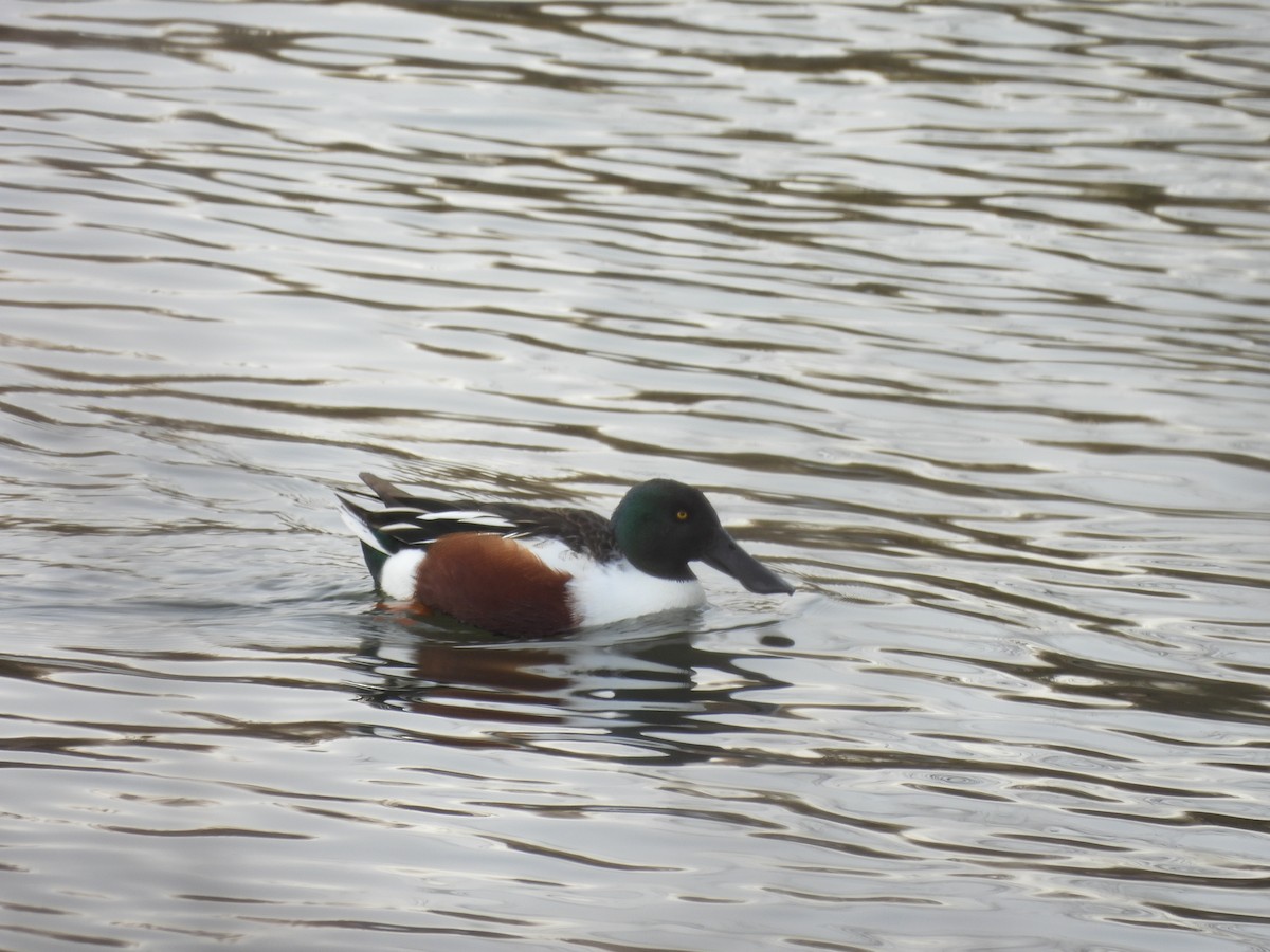 Northern Shoveler - ML647084714
