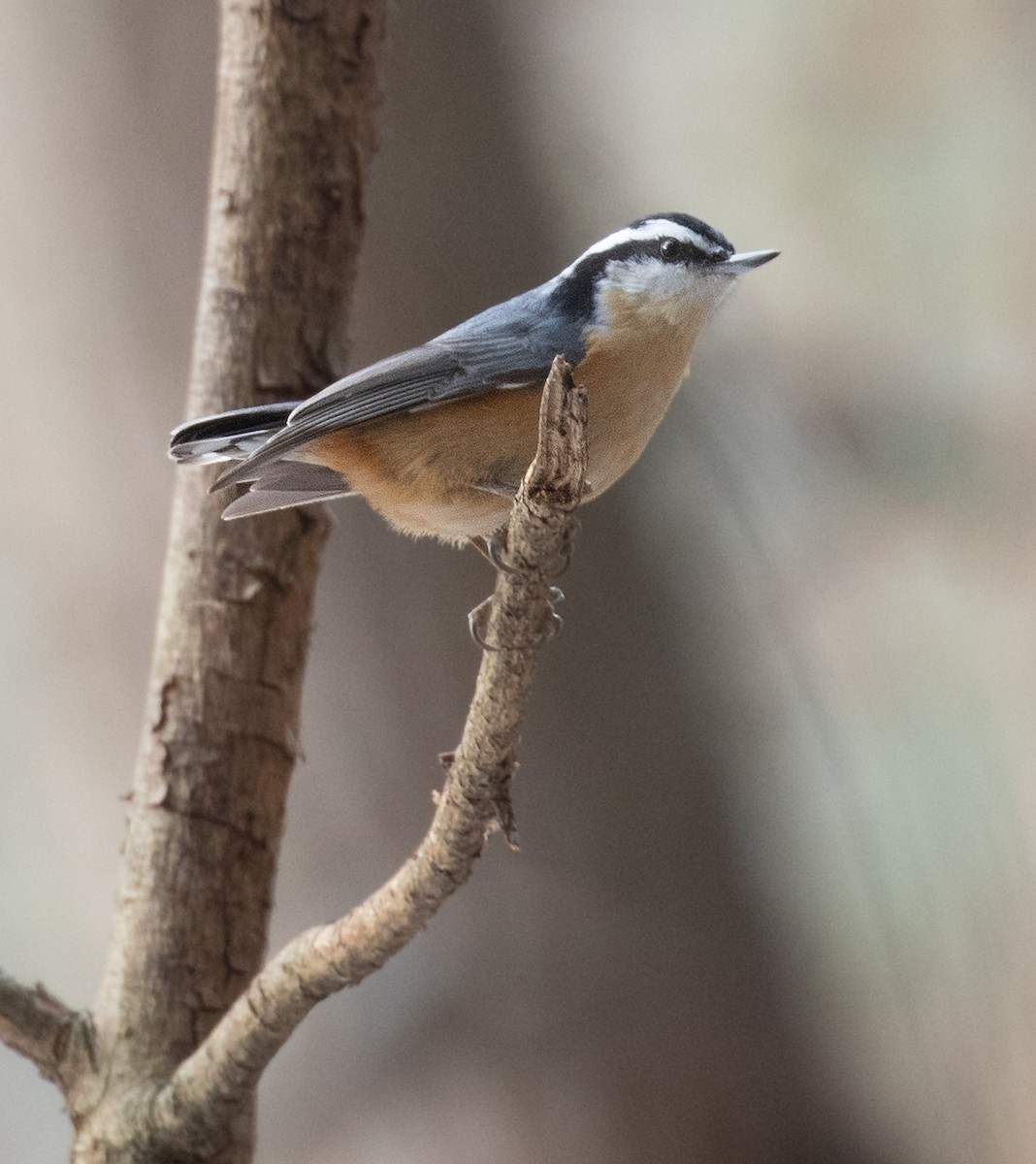 Red-breasted Nuthatch - ML647084716