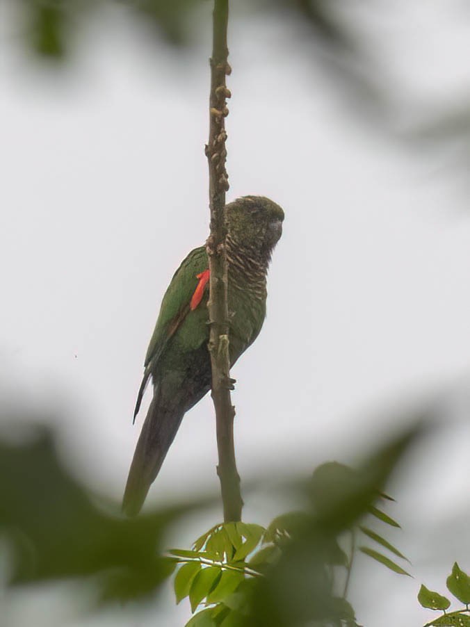 Cotorra Colinegra - ML647084720