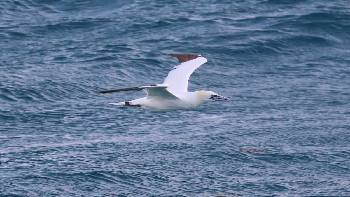 Alcatraz Atlántico - ML647084724