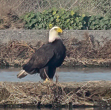 Bald Eagle - ML647084726