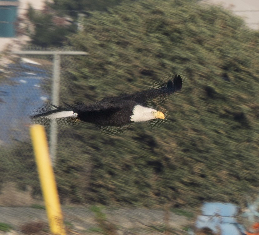 Bald Eagle - ML647084727