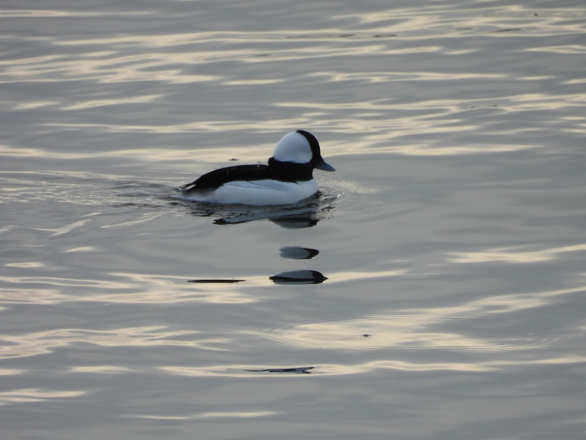 Bufflehead - ML647084730