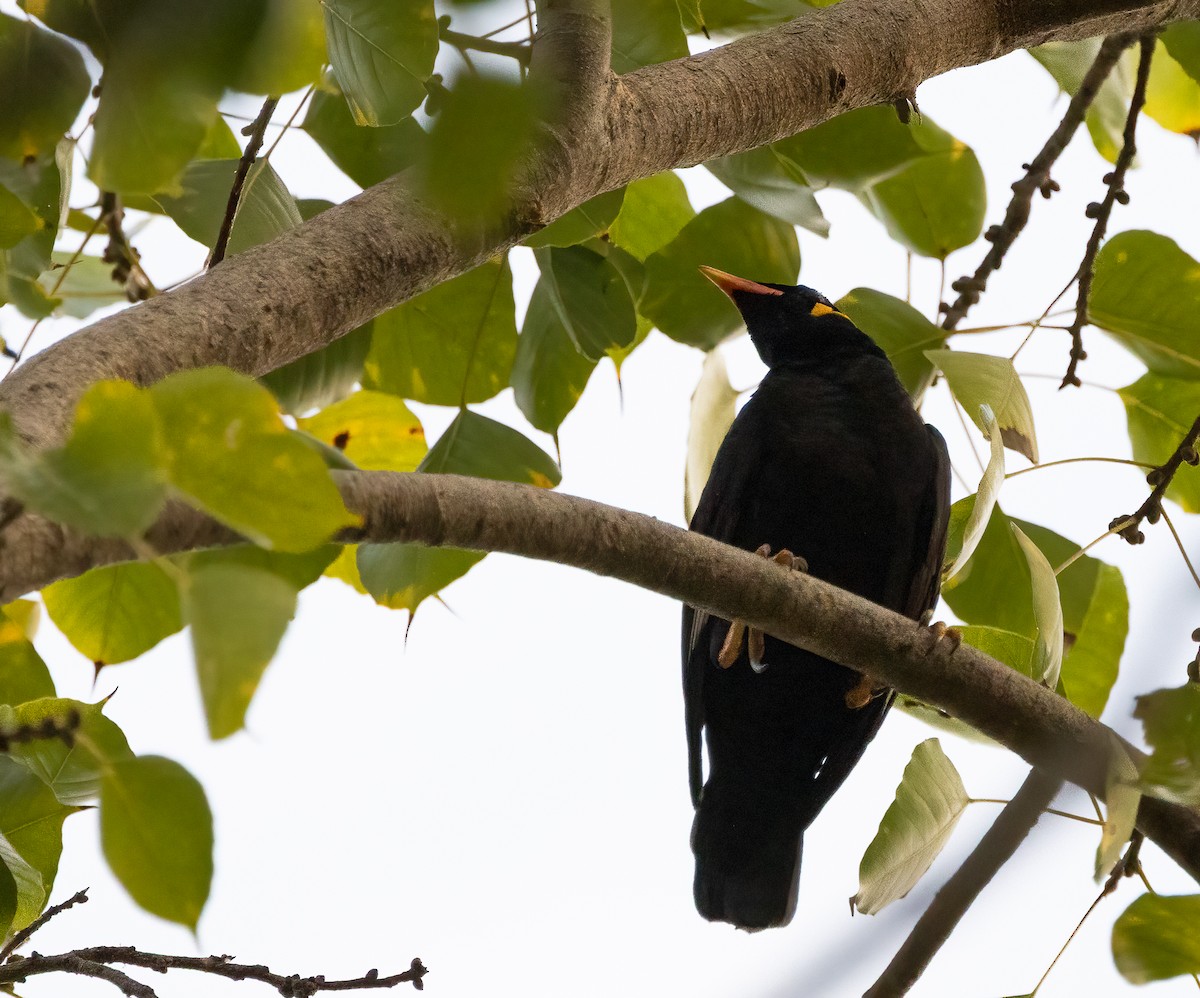 Common Hill Myna - ML647084731