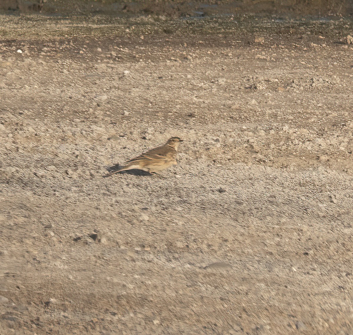 American Pipit - ML647084740