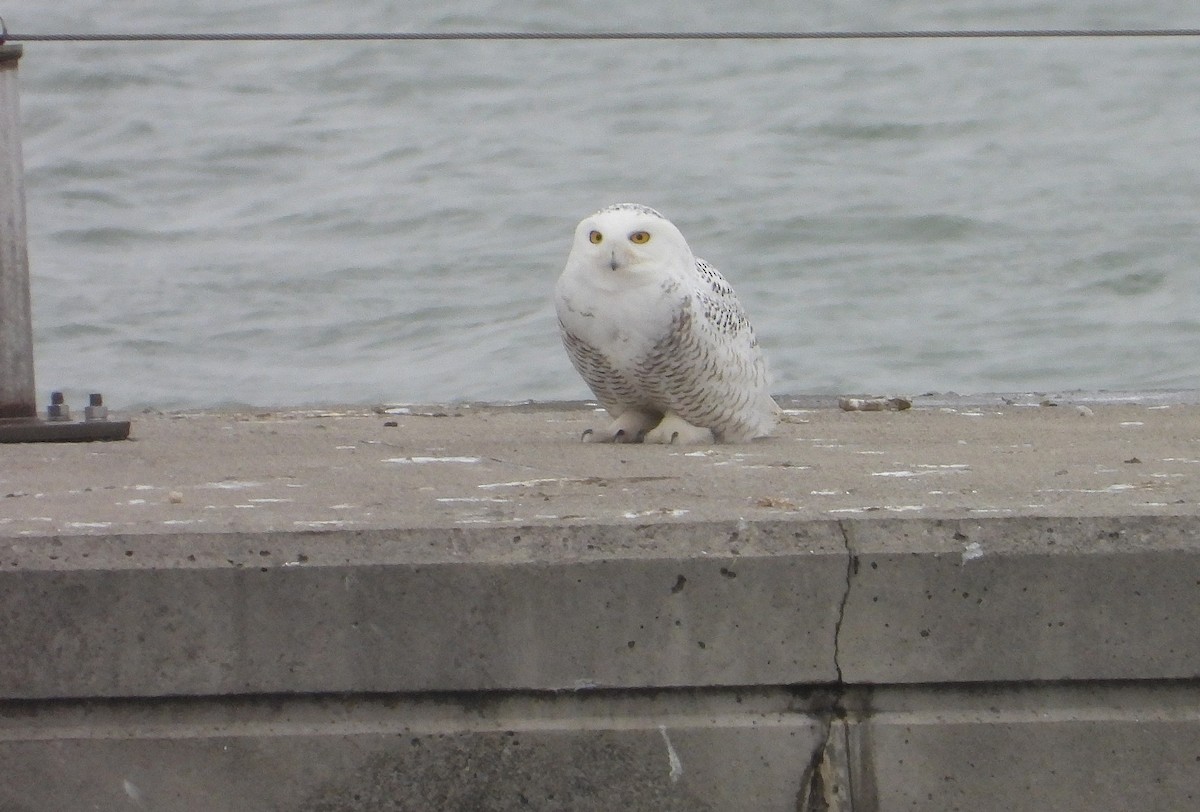 Snowy Owl - ML647084748