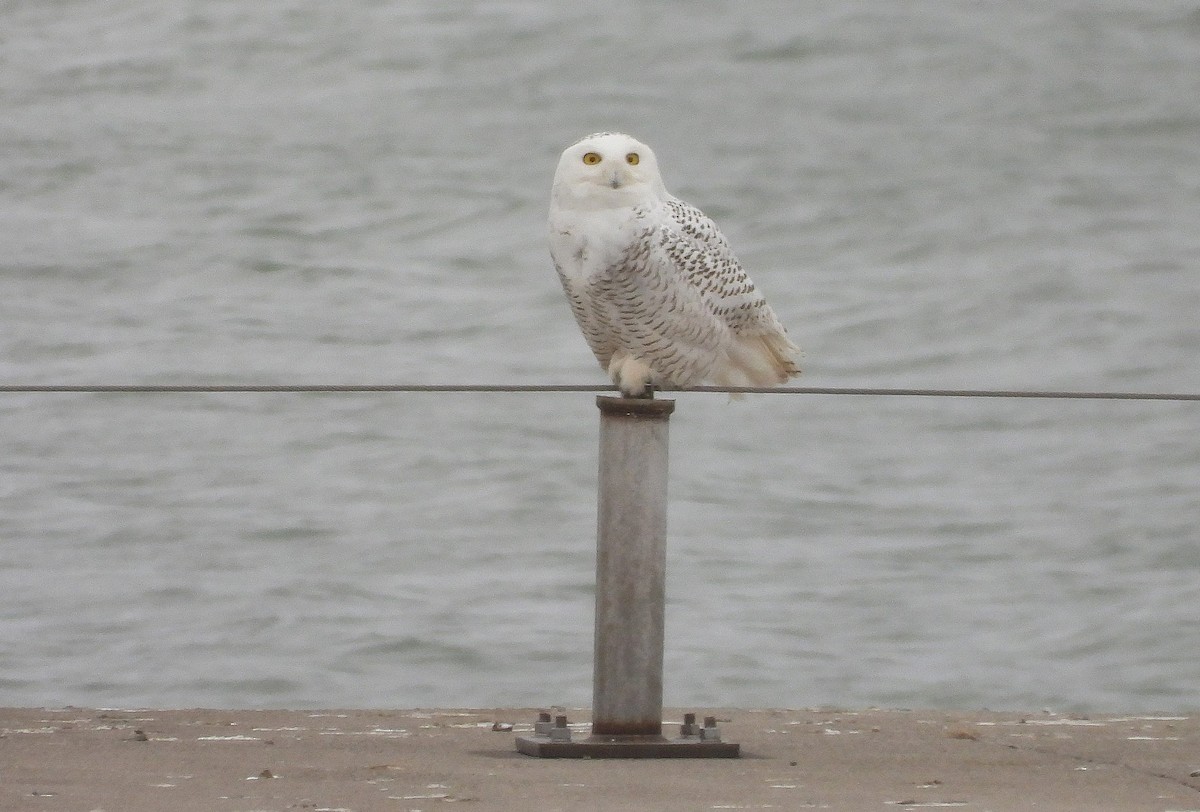 Snowy Owl - ML647084749