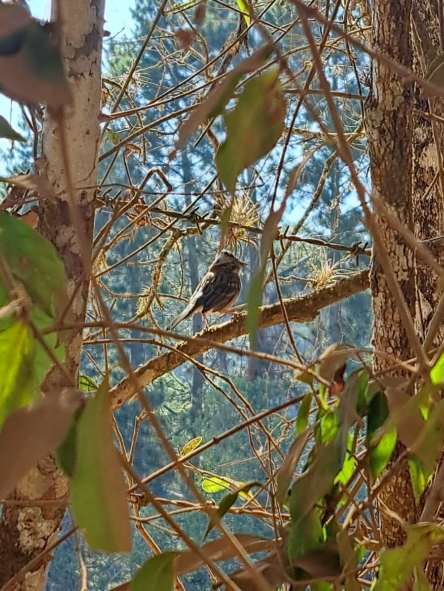 Rufous-collared Sparrow - ML647084750