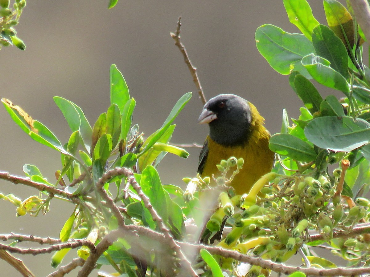 Gray-hooded Sierra Finch - ML647084760