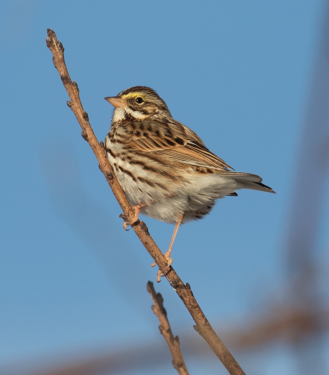 Savannah Sparrow - ML647084761
