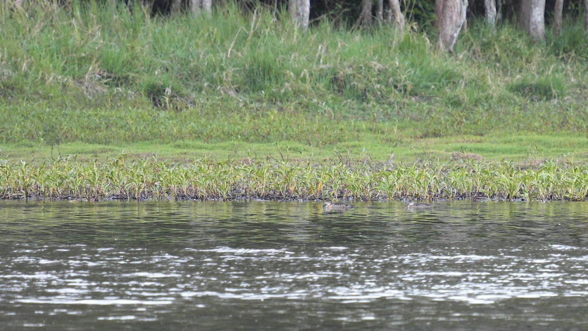 Gray Teal - ML647084770