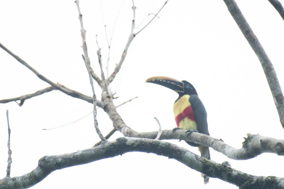 arassari hnědouchý - ML647084777