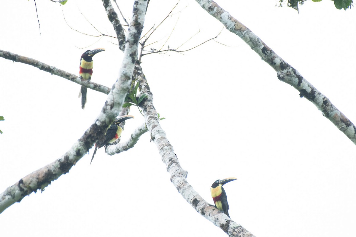 arassari hnědouchý - ML647084778