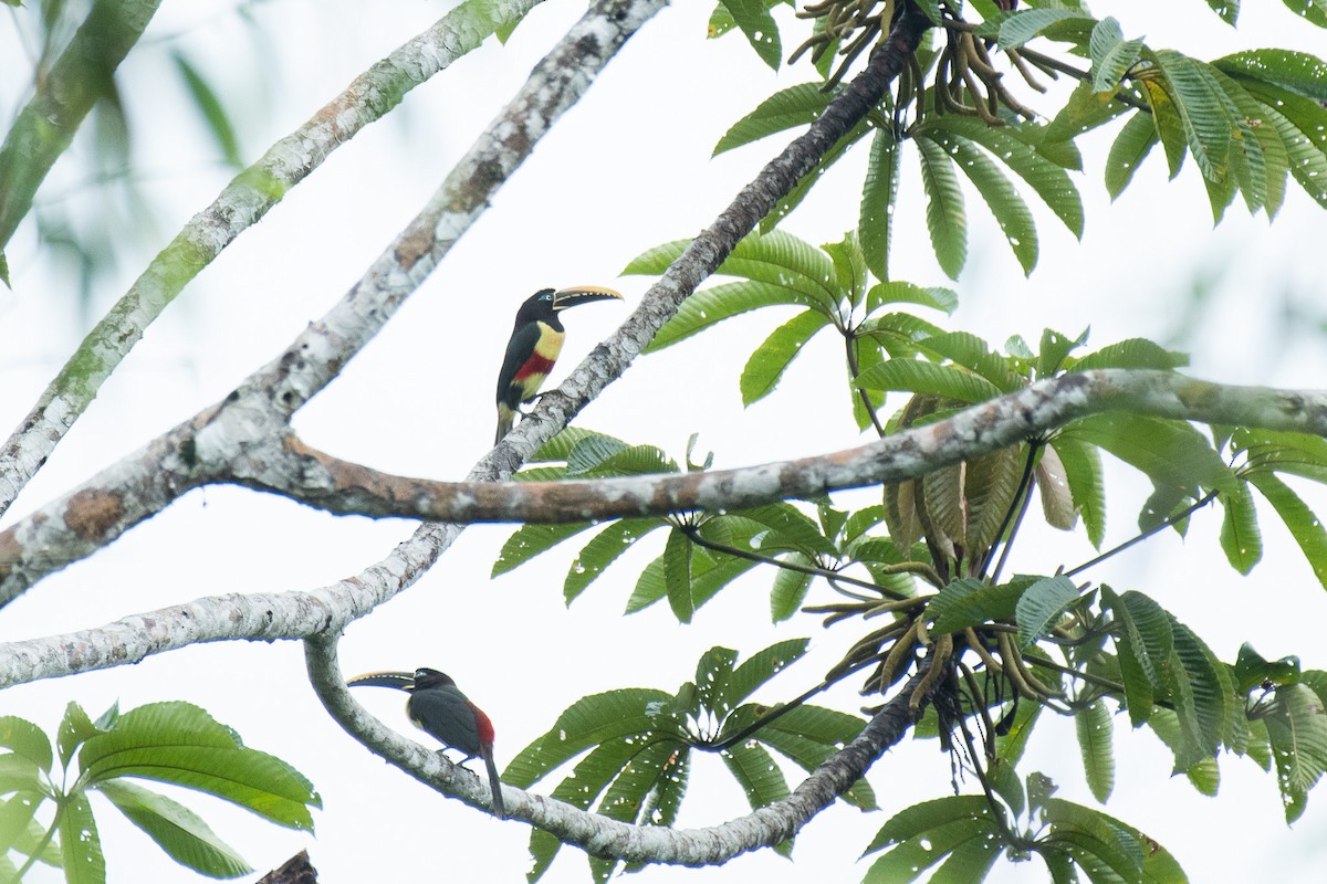 arassari hnědouchý - ML647084779