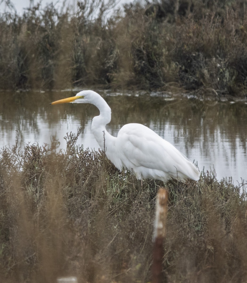Great Egret - ML647084791
