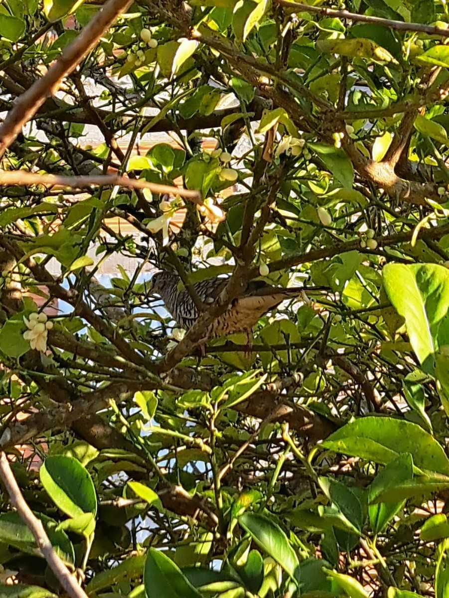 Scaled Dove - ML647084798