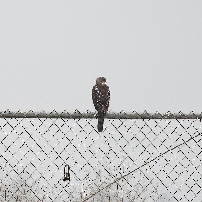 Cooper's Hawk - ML647084827