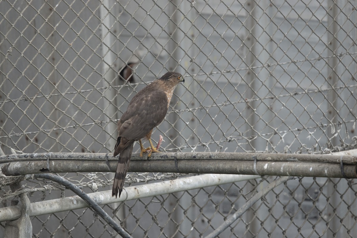 Cooper's Hawk - ML647084828