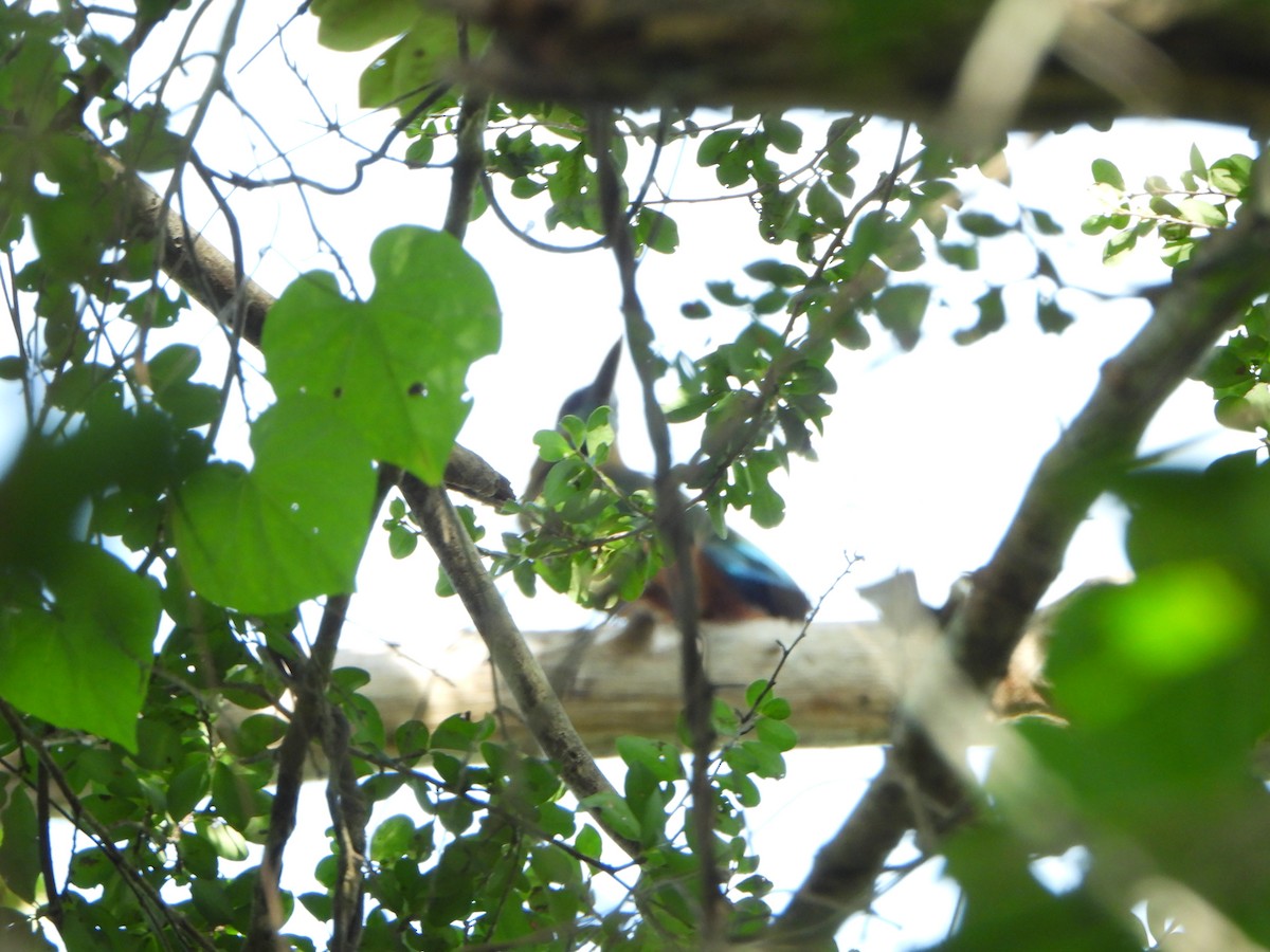 Момот рудочеревий - ML647084831