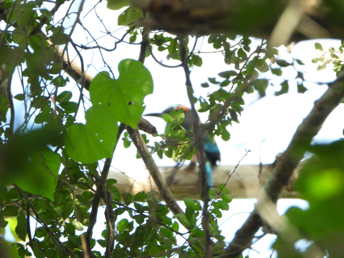 Момот рудочеревий - ML647084832