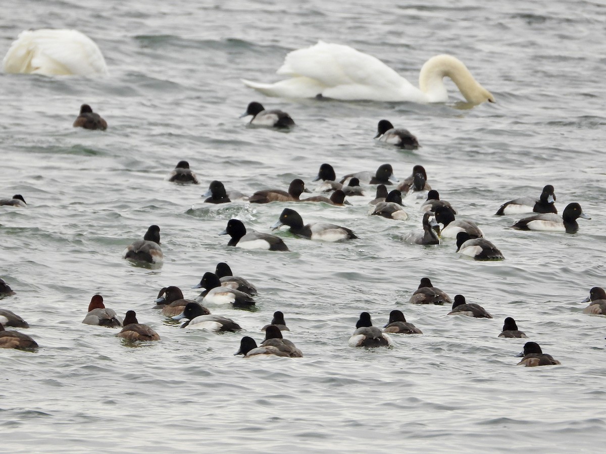 Porrón Bastardo - ML647084836