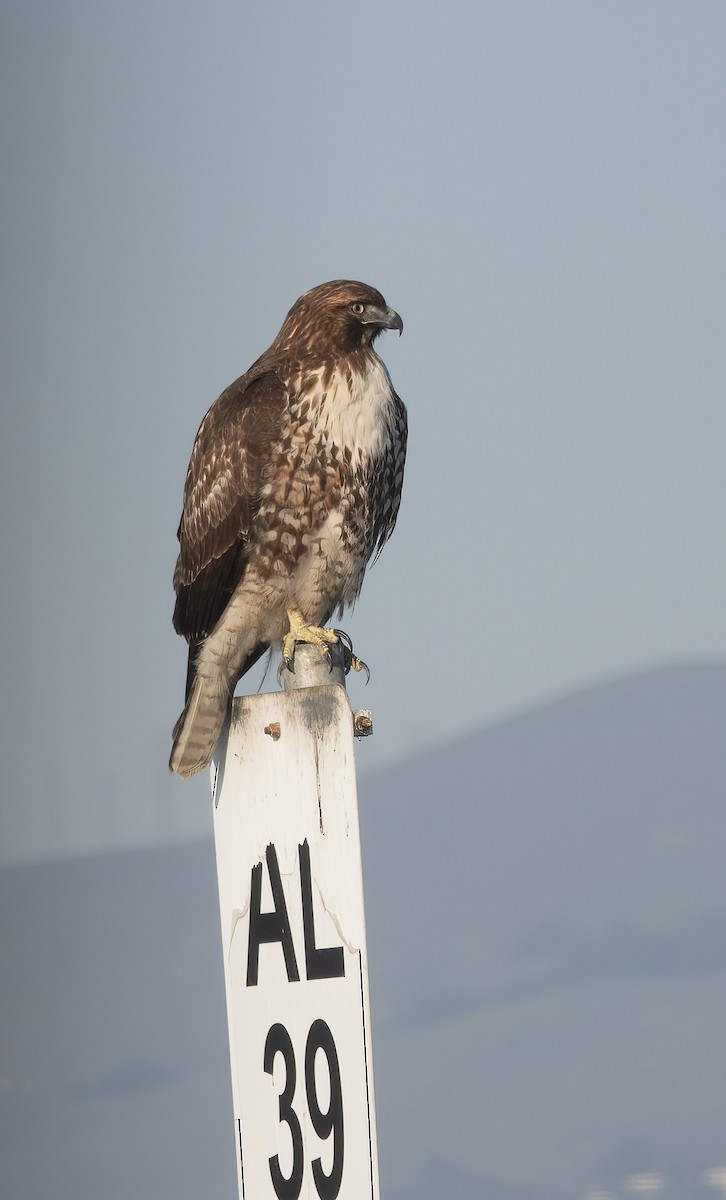 Red-tailed Hawk - ML647084839