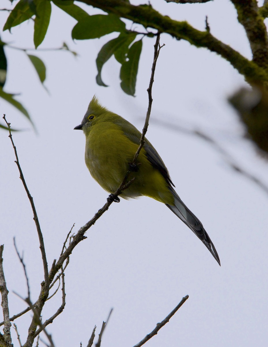 Long-tailed Silky-flycatcher - ML647084841