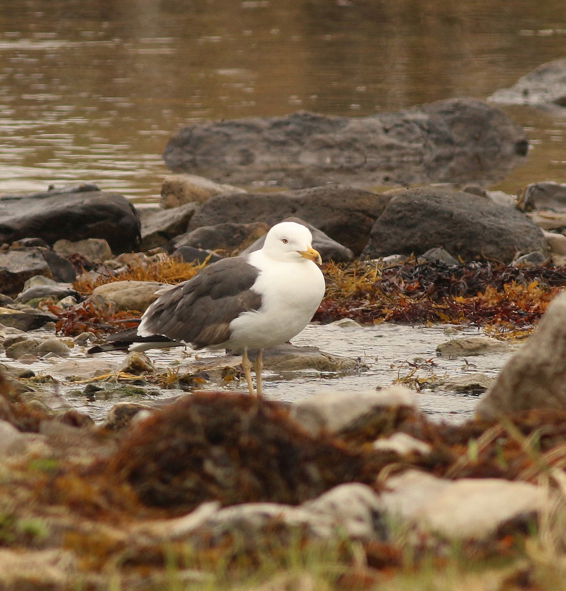 Kaio iluna - ML647084842