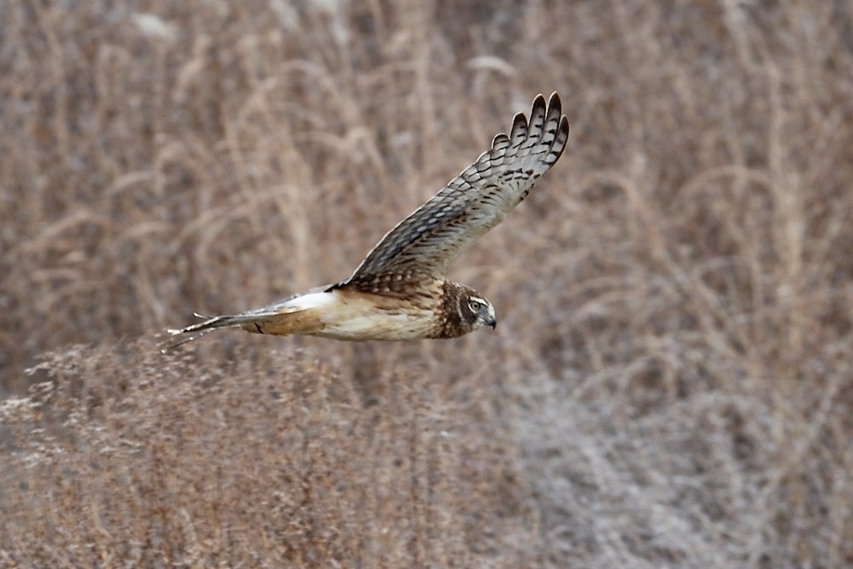 Лунь американський - ML647084848