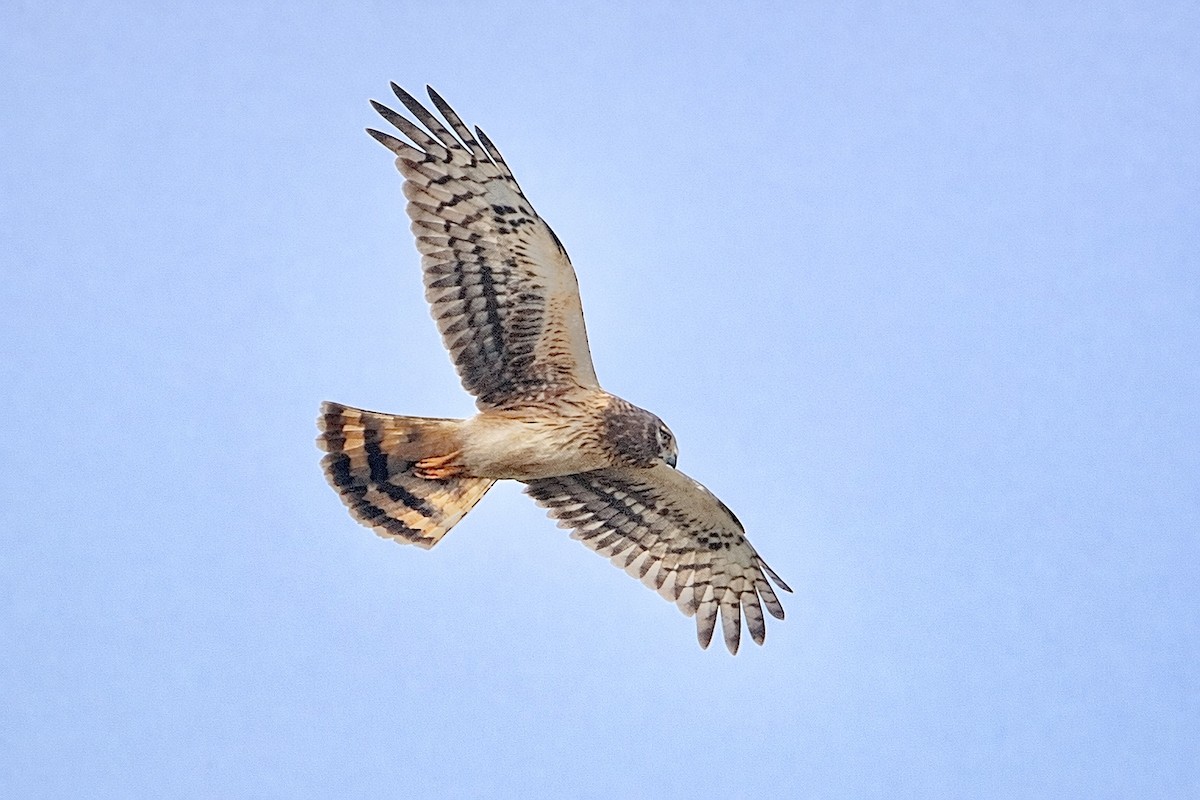 Лунь американський - ML647084849