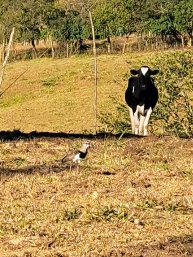 Southern Lapwing - ML647084852