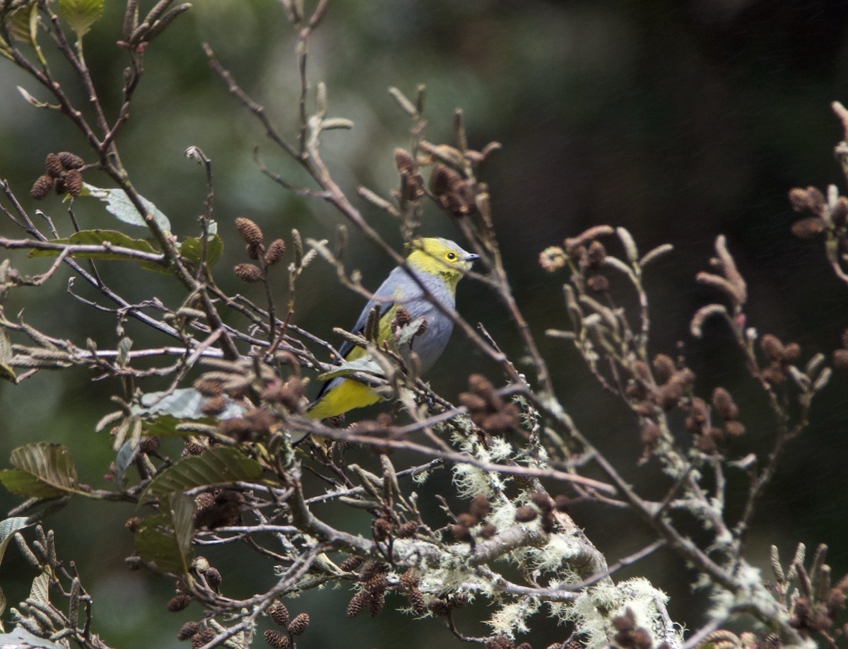 Long-tailed Silky-flycatcher - ML647084854