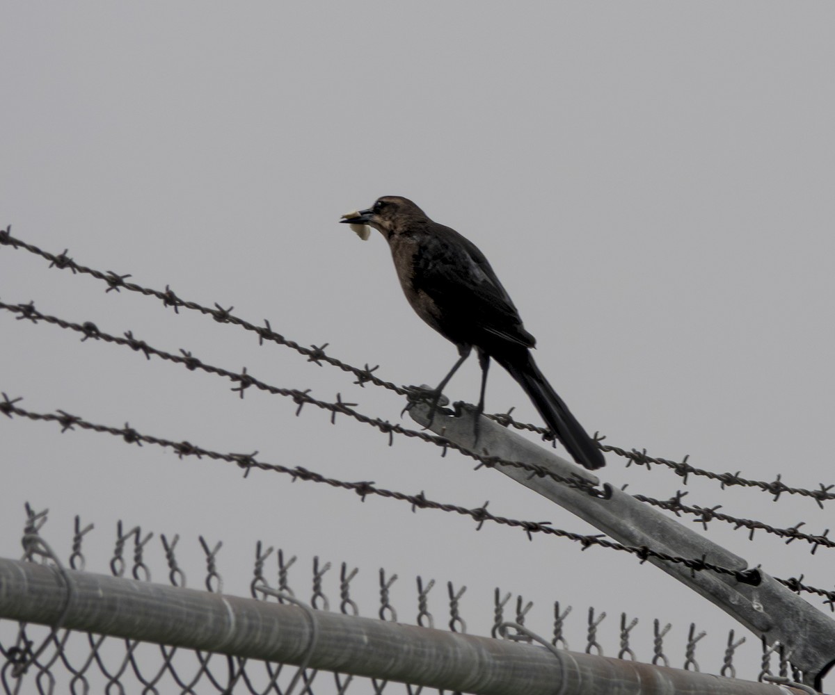 Great-tailed Grackle - ML647084855