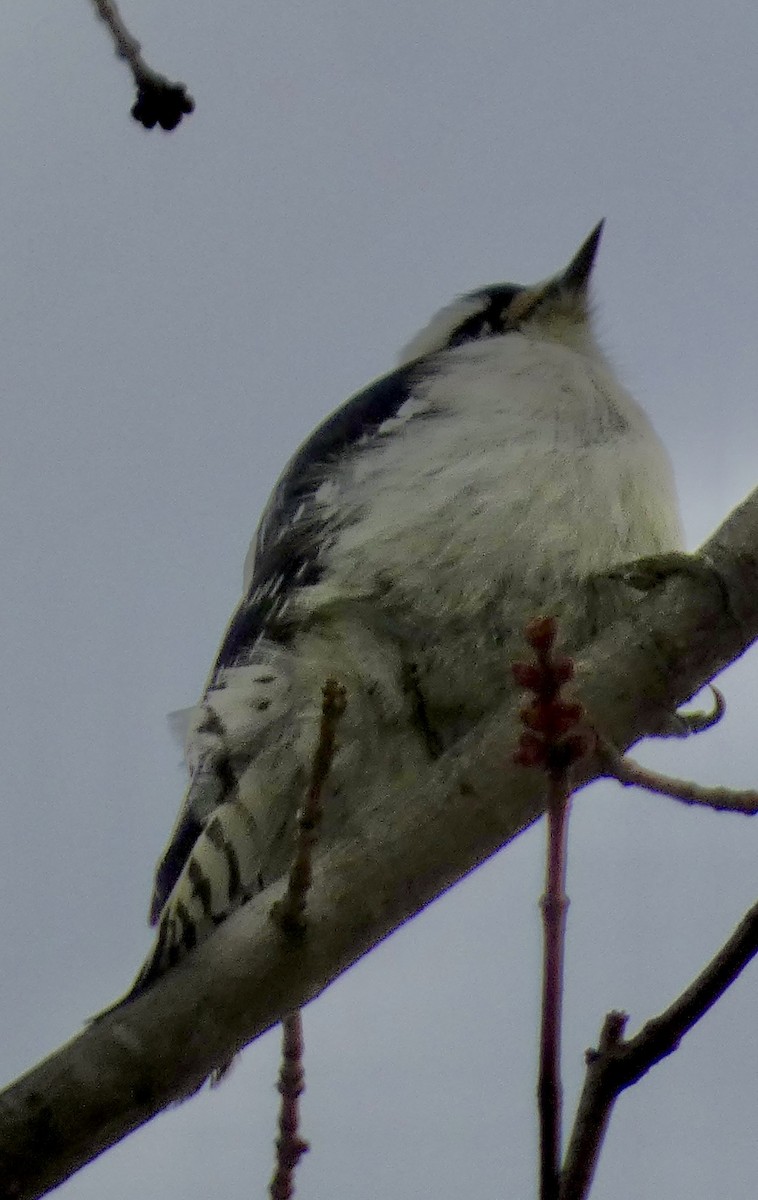 セジロコゲラ - ML647084860