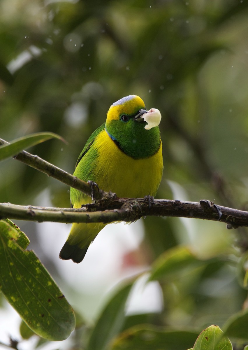 Golden-browed Chlorophonia - ML647084866