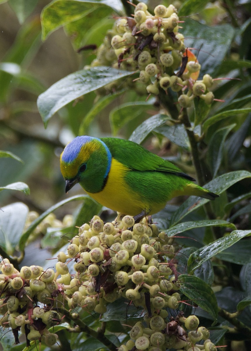 Golden-browed Chlorophonia - ML647084871